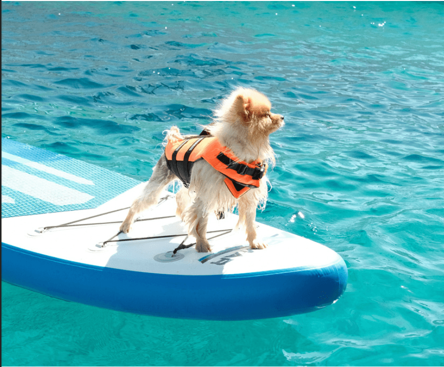 Dog on paddleboard