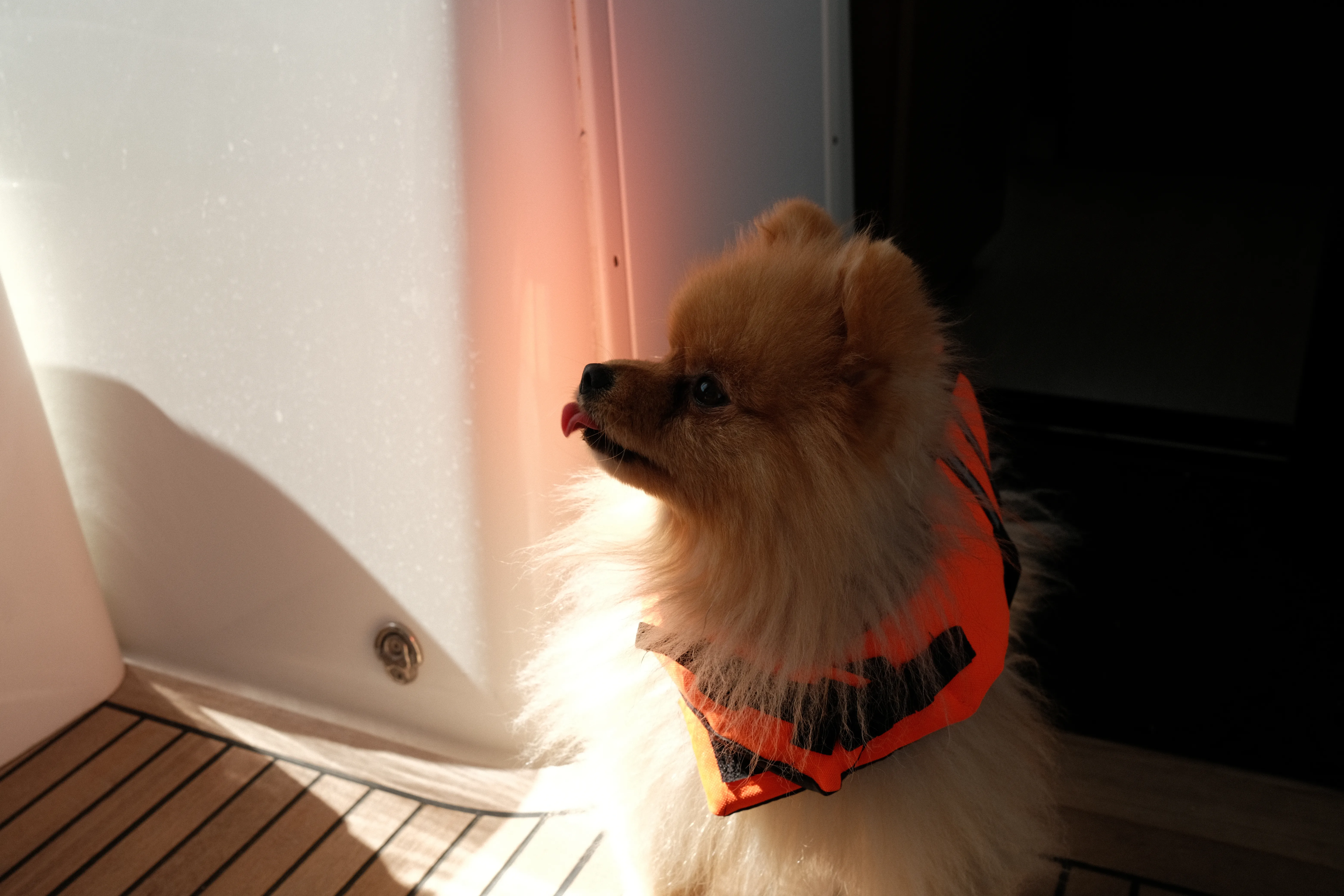 Sailing with pets on FYLY yachts