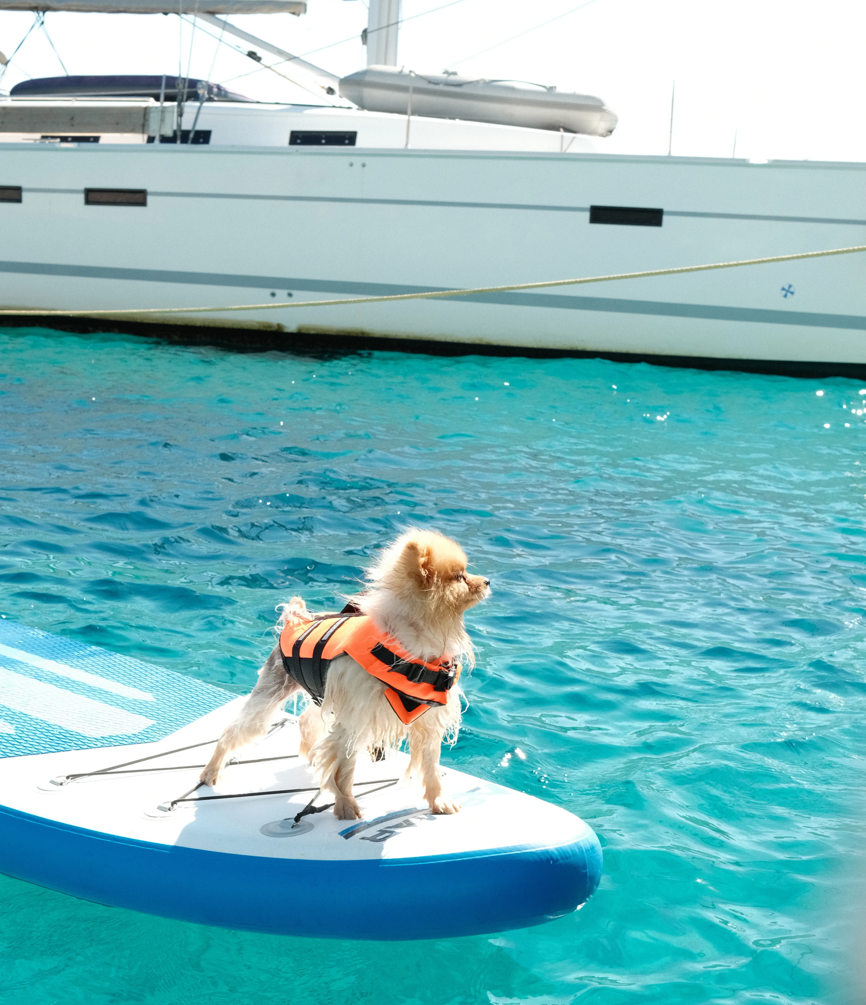 Pet-friendly yacht experience in Greece